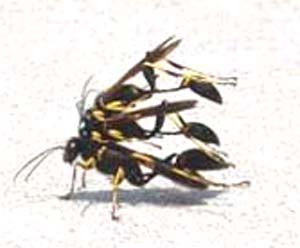 Wasps mating !!
